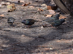Sturnus vulgaris
