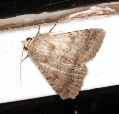 Pandesma