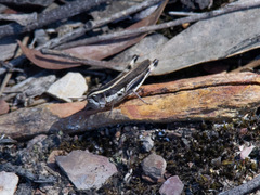 Macrotona securiformis
