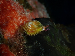 Spirobranchus gardineri image