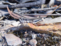 Macrotona securiformis