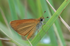 Ancyloxypha nitedula