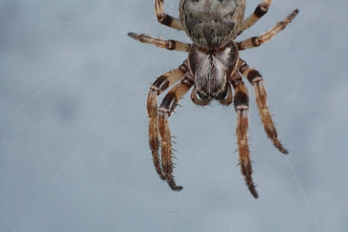 Furrow Orbweaver photo 6