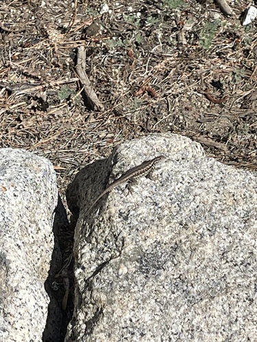 iNaturalist observation photo of Spiny Lizards
