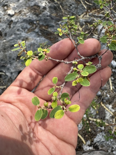 Euphorbia skottsbergii observed 2023-09-14