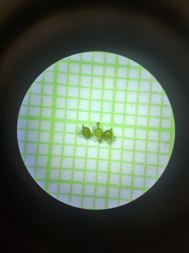 Image of Eleocharis intermedia by no rights reserved