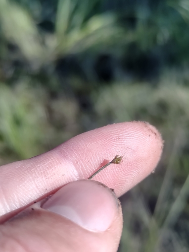 Image of Eleocharis intermedia by no rights reserved