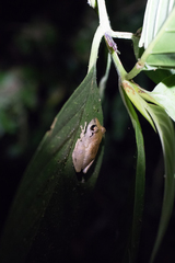 Diasporus