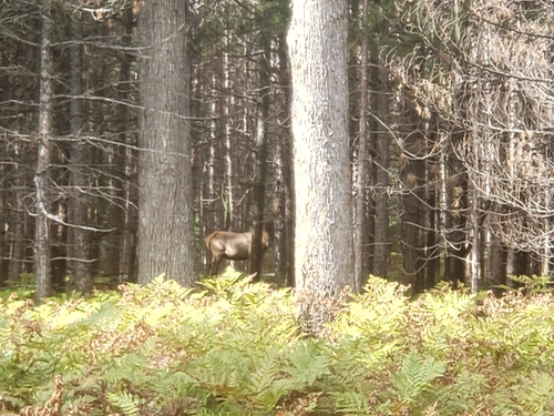 American Elk photographed in Michigan
