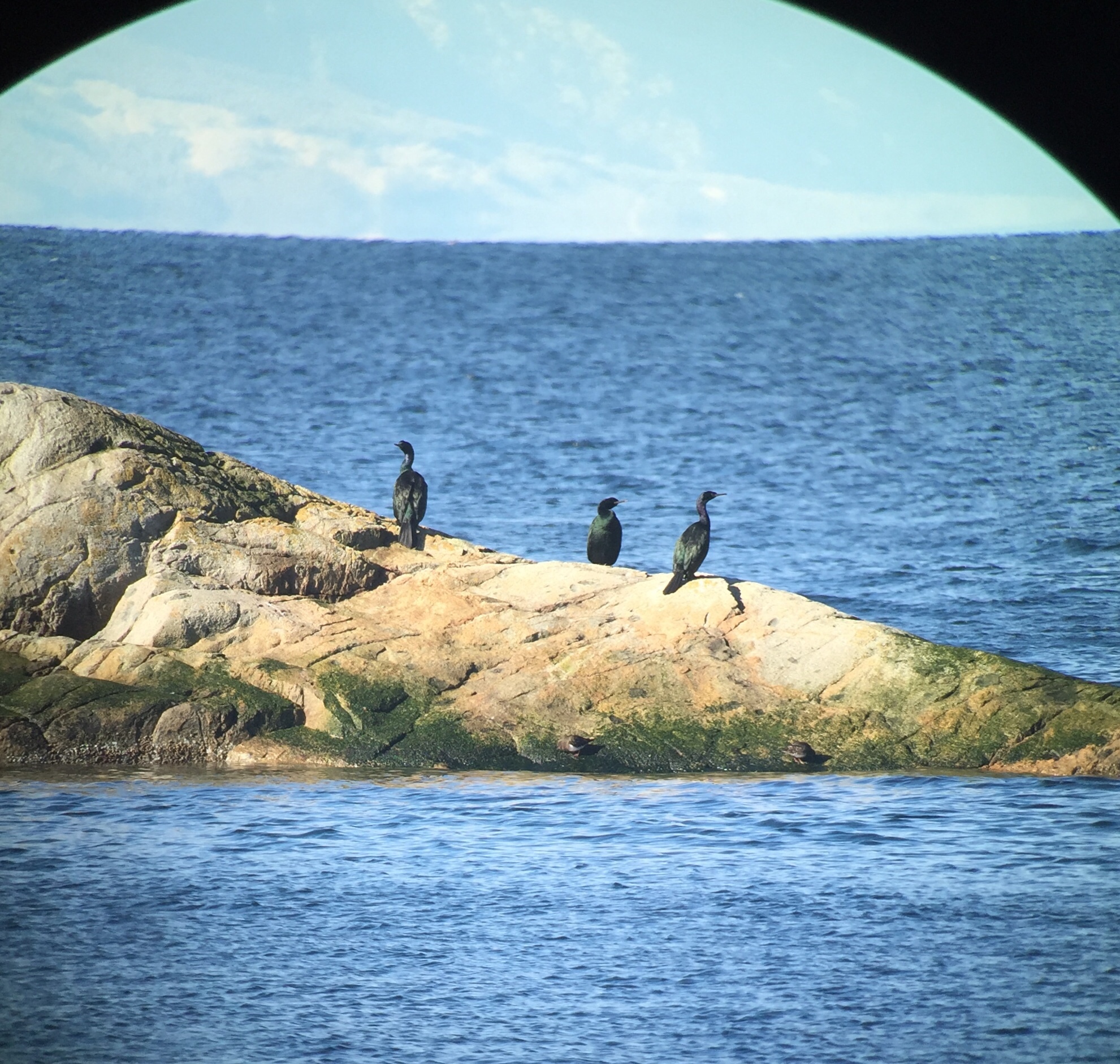 Pelagic Cormorant