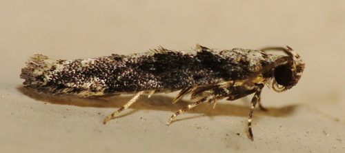 Coleotechnites quercivorella photo 3