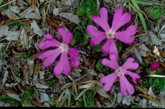 Primula minima