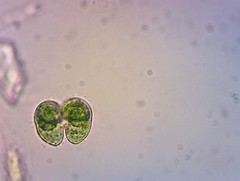 Cosmarium contractum