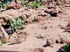 Otospermophilus beecheyi