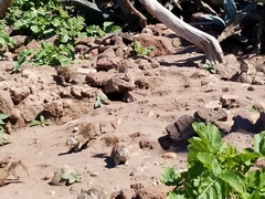 Otospermophilus beecheyi