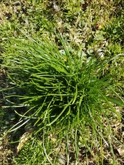 Ornithogalum umbellatum
