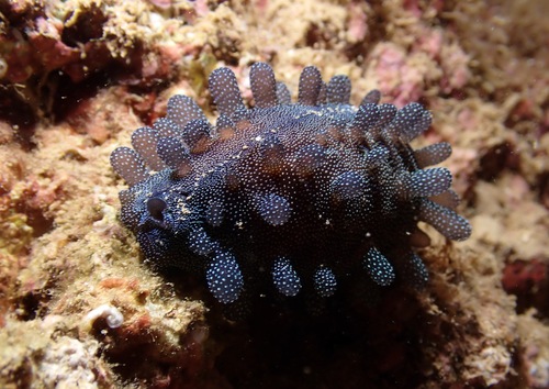 Cypraea talpa observed 2023-09-10