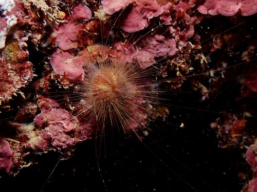 Lissodiadema purpureum, 2023-09-10