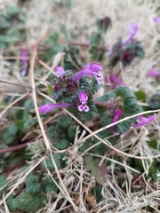 Lamium amplexicaule
