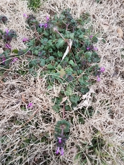 Lamium amplexicaule