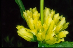Gentiana burseri villarsii