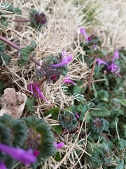 Lamium amplexicaule