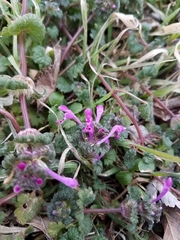 Lamium amplexicaule