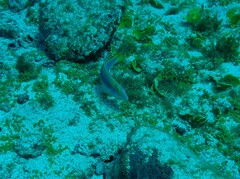 Brazilian Yellowcheek Wrasse photo 3