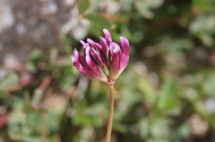 Trifolium gracilentum