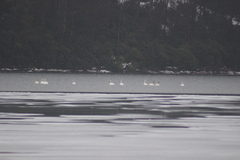 Cygnus columbianus columbianus