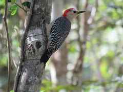 Melanerpes pygmaeus