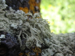Ramalina fraxinea