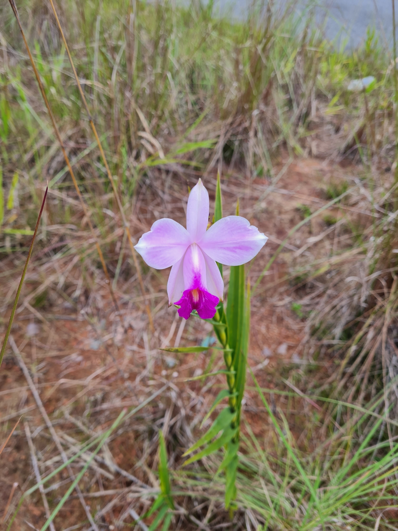 Arundina graminifolia