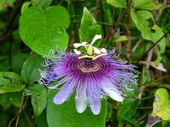 Passiflora serratifolia