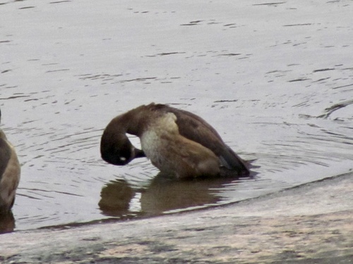 Ring-necked Duck