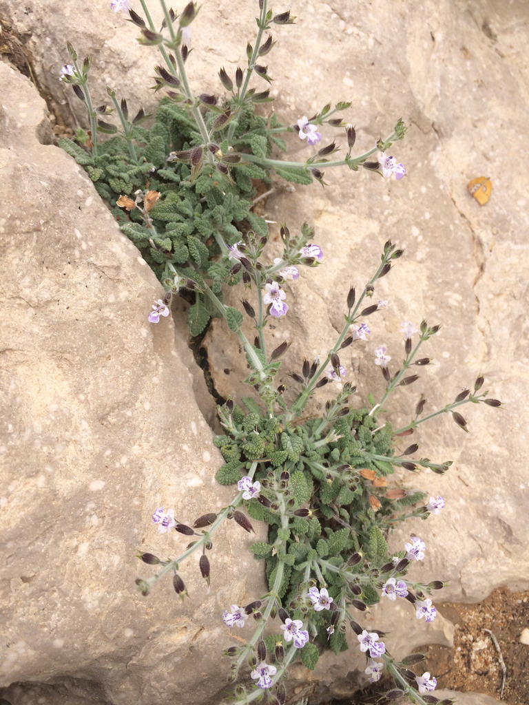 Egyptian sage (Plants of the Hajar) · iNaturalist
