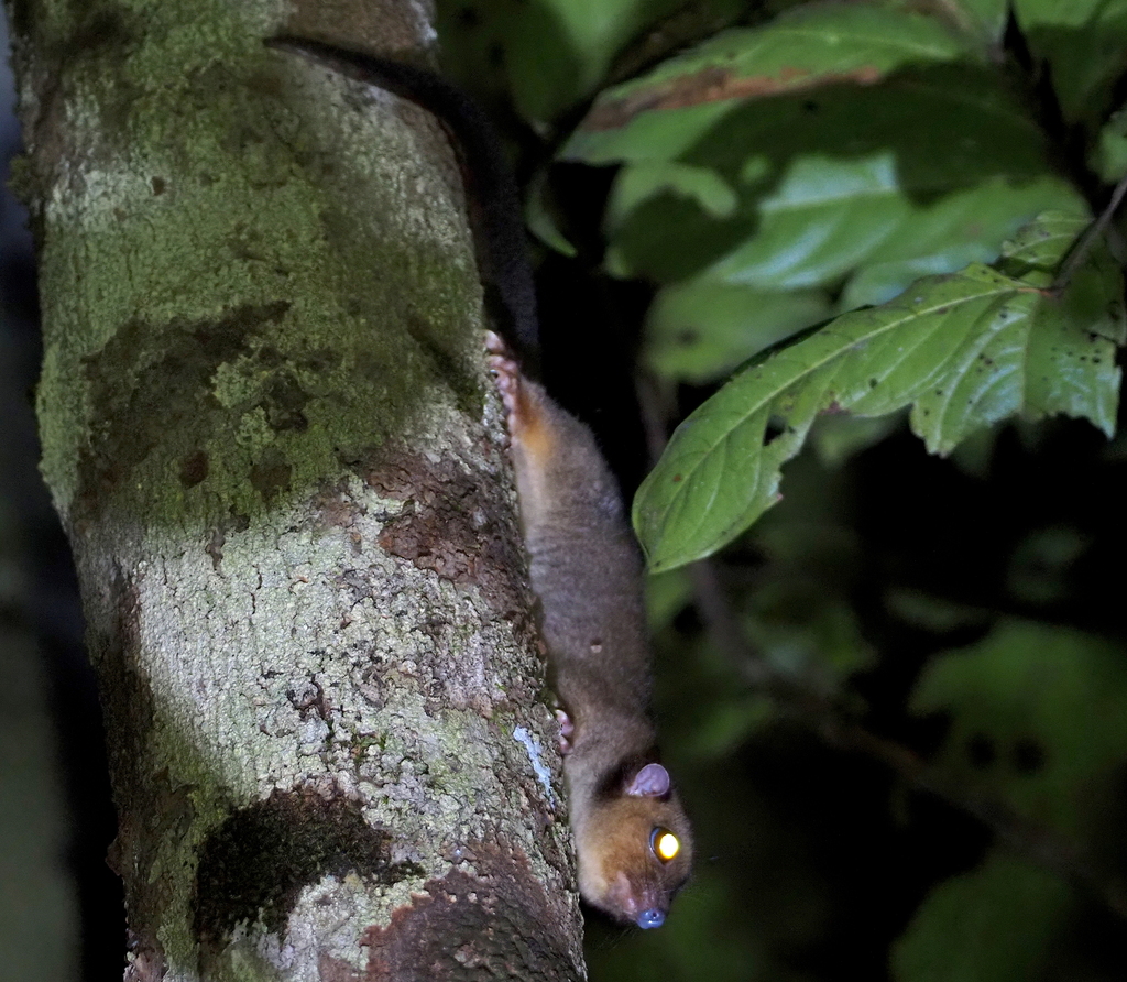 Lowland Ringtail Possum from North Fly, PG-WE, PG on September 11, 2023 ...