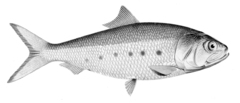 Pacific Menhaden photo 2
