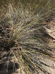 Festuca californica