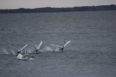 Cygnus columbianus columbianus