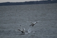 Cygnus columbianus columbianus