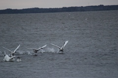 Cygnus columbianus columbianus