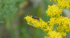 Philanthus lepidus