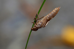 Austroaeschna pulchra