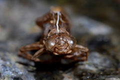 Austroaeschna pulchra