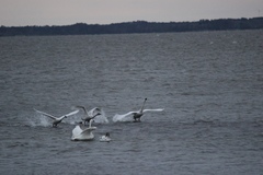 Cygnus columbianus columbianus