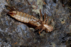 Austroaeschna pulchra