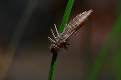 Austroaeschna pulchra