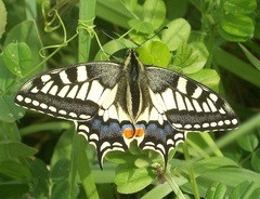 Papilio machaon