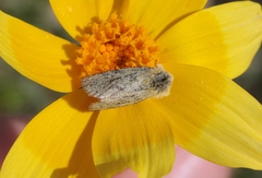 Xanthothrix ranunculi